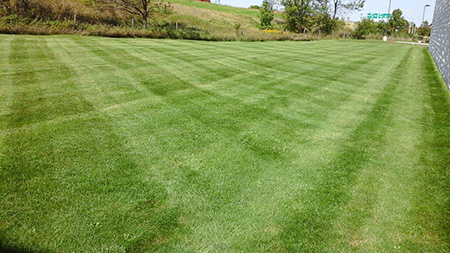 Professional lawn mowing